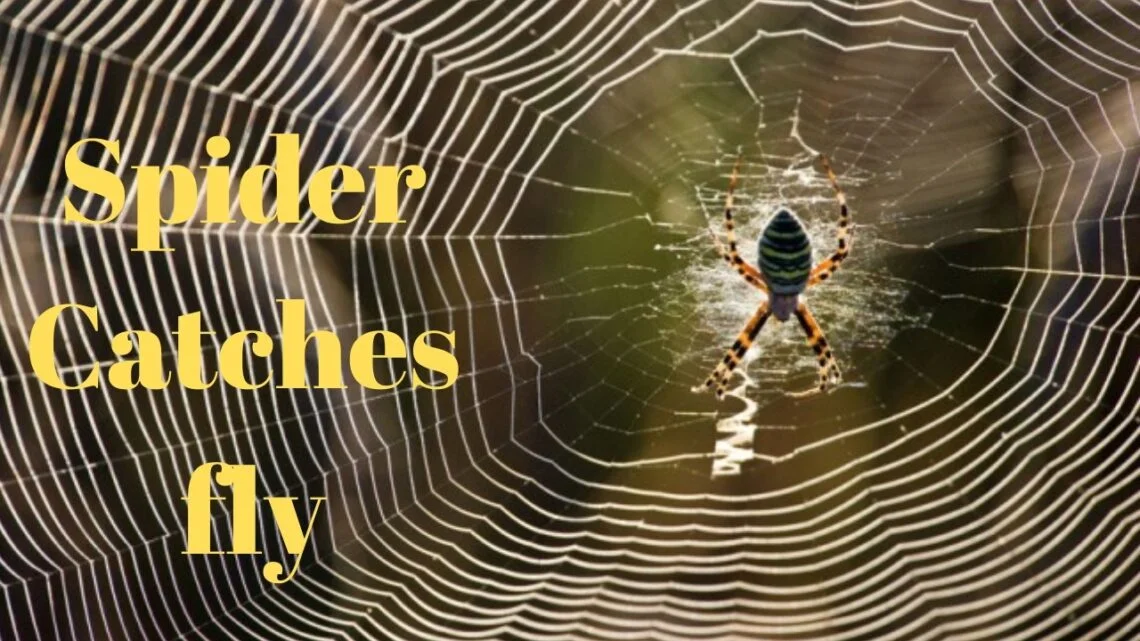 Spider catches fly