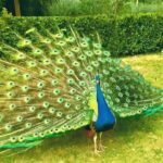 the peacocks dance