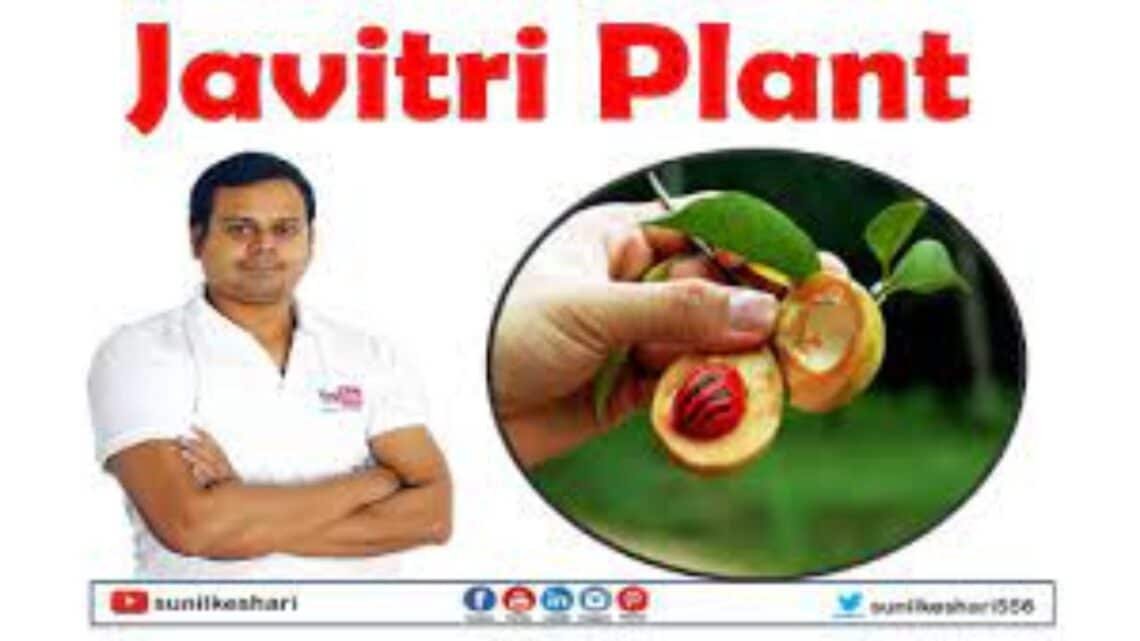 javitri plant