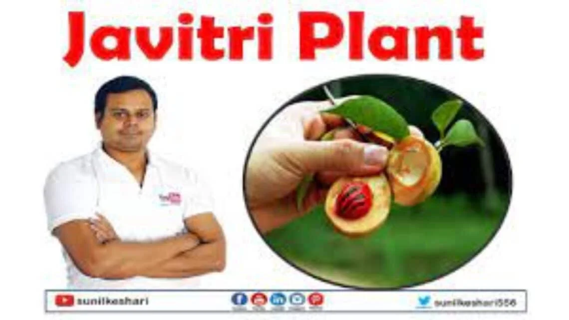 jaiphal javitri plant or nutmeg plants | myristica fragrans plant uses