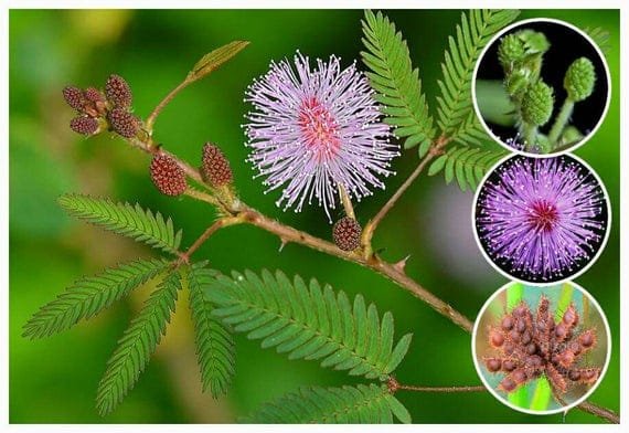mimosa pudica