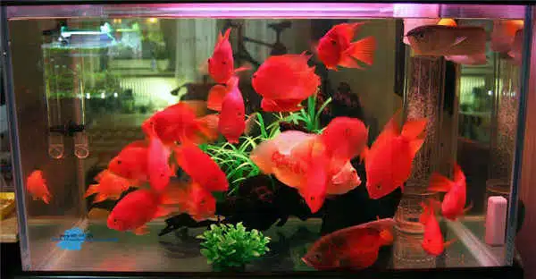 Red Aquarium Parrot Fish