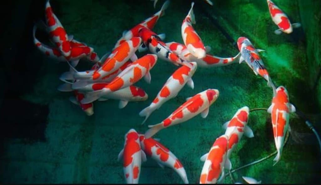 Red Koi Carp Fish Video