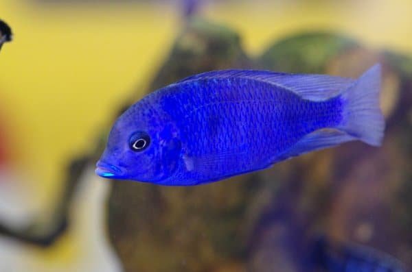 Blue Dolphin Aquarium Fish