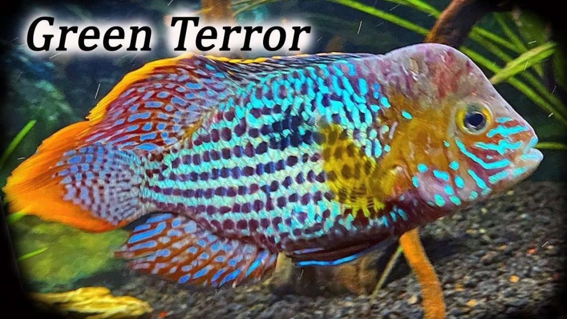 Green Terror Fish