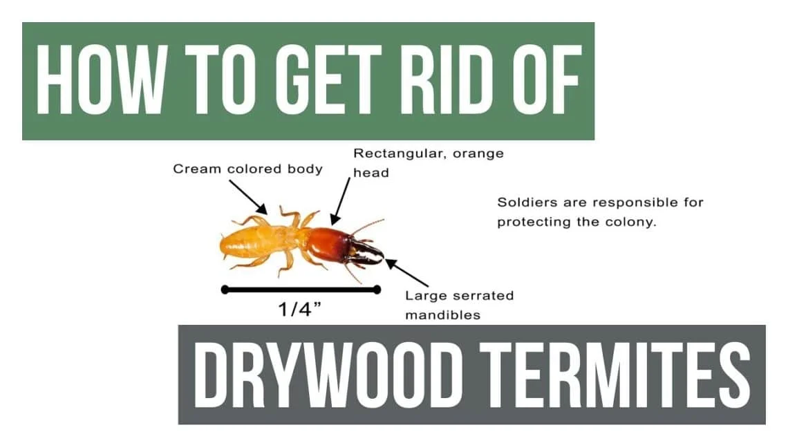 how to get rid of termites in wall