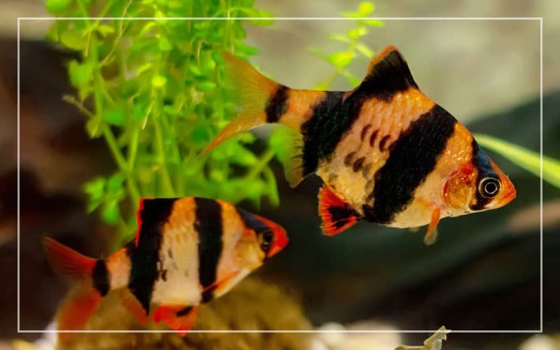 Tiger Barb Aquarium Fish