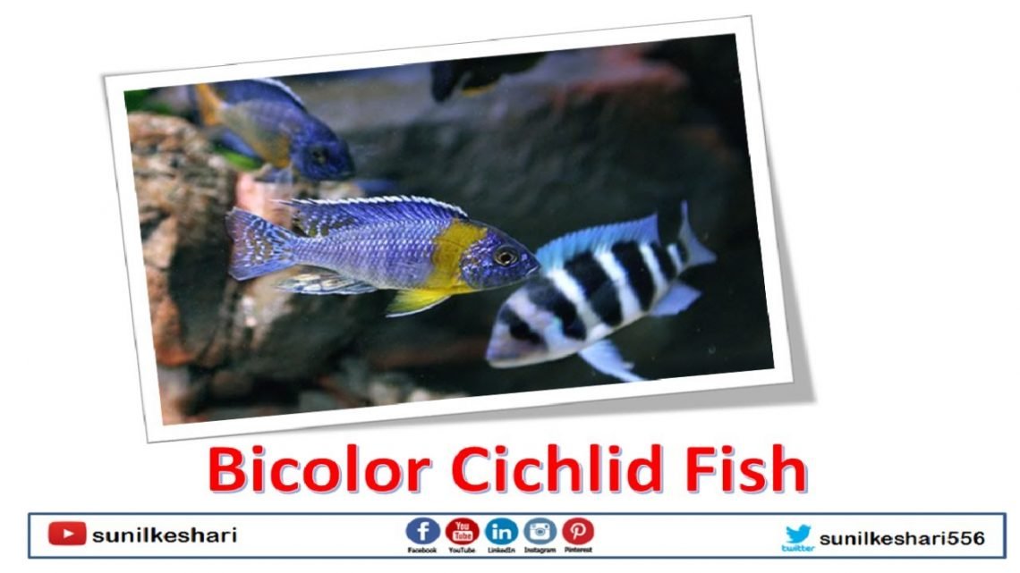 Bicolor Cichlid Fish