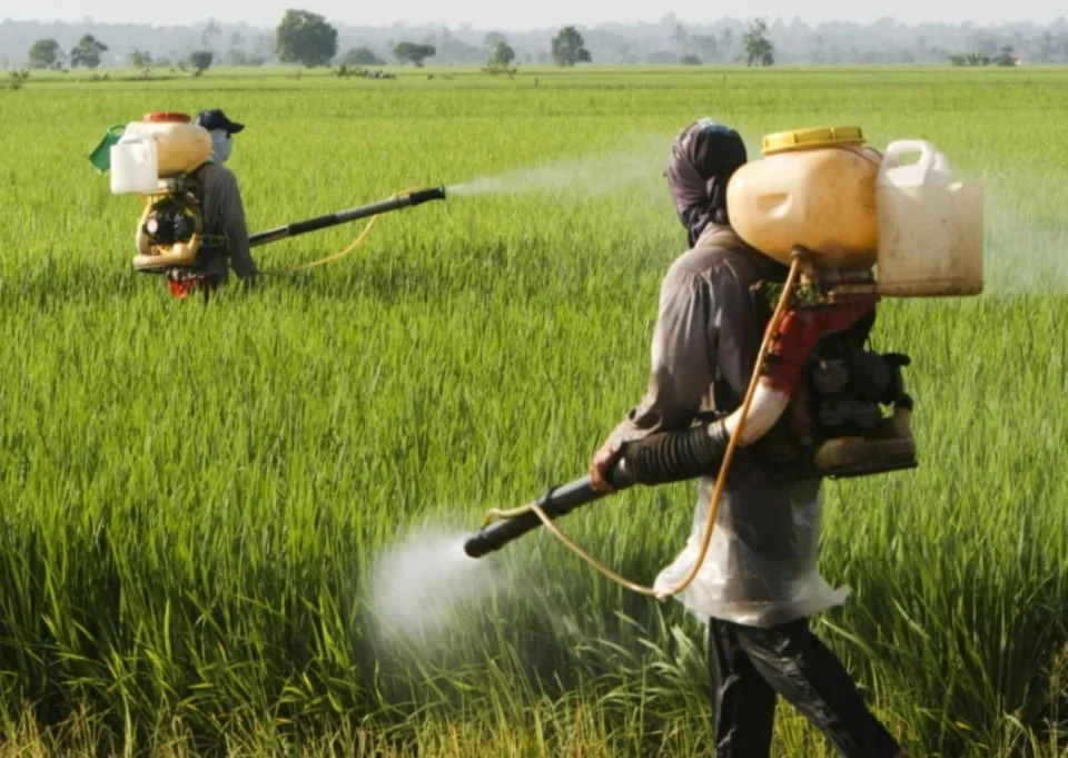 How to Spray Organic Insecticide Spray in Garden
