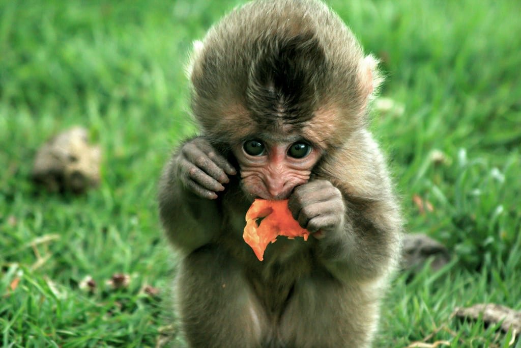 Monkey Eating an Orange