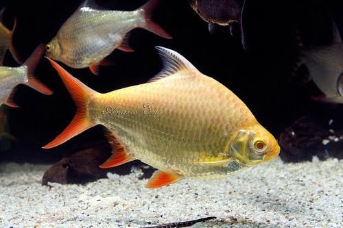 Albino Tinfoil Aquarium Fishes