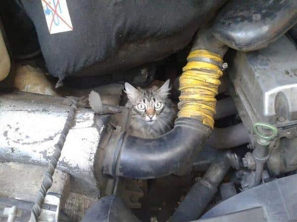 Cat in the Car Engine