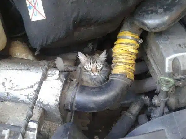 Cat in the Car Engine