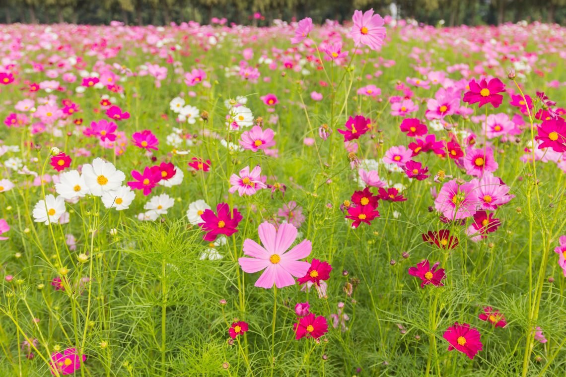 How to Grow Cosmos Sensation Mixed seeds