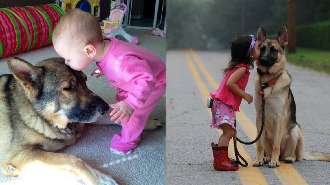 Funniest German Shepherd Puppies Videos