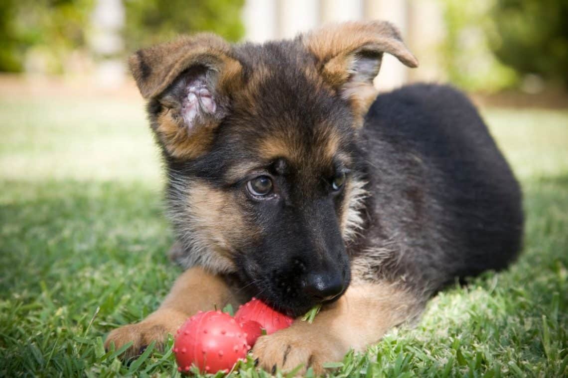 German Shepherd Puppy Playing with Plastic Cup
