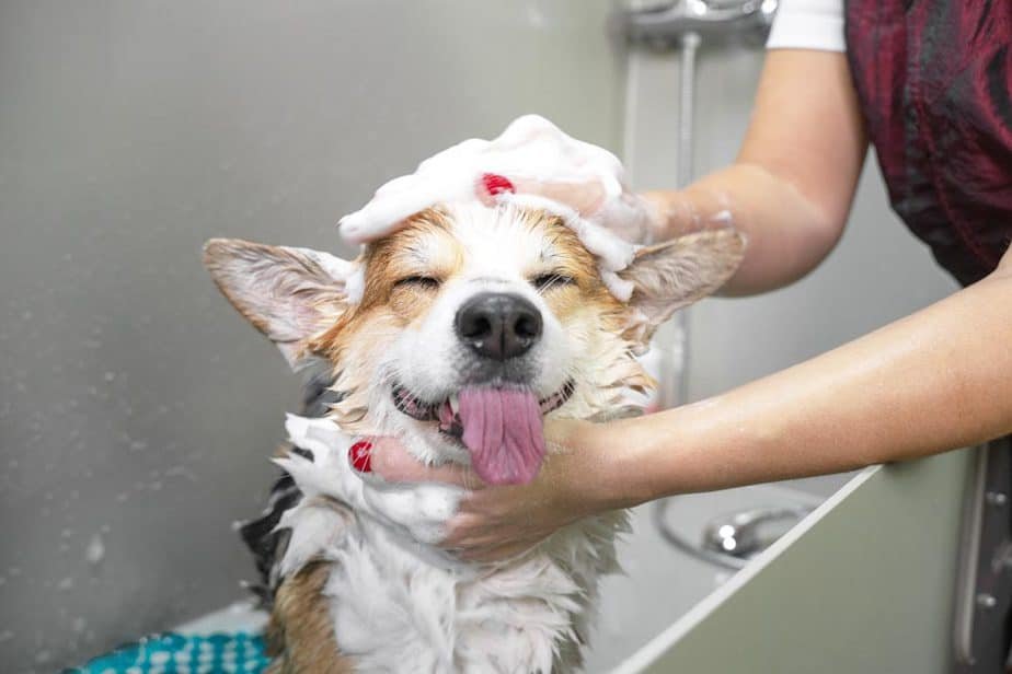 How to Bathe a Puppy in Winter