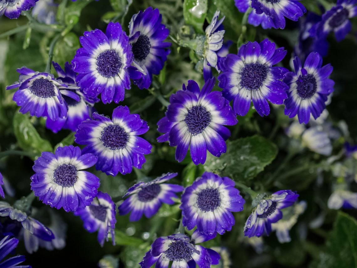 How to Grow Cineraria Hansa from seed