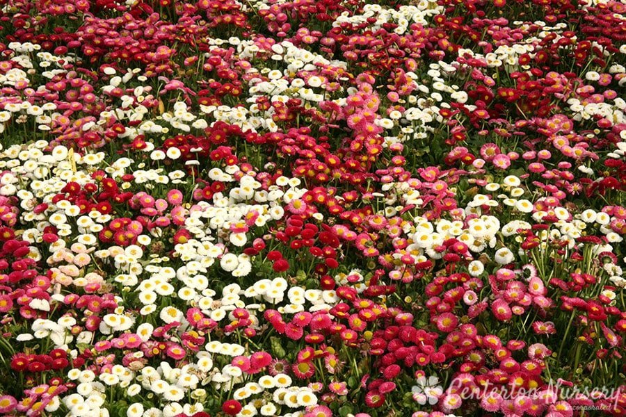 How to Grow Daisy Mixed Bellis Perennis seeds