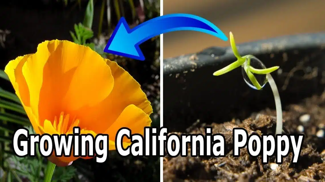 How to Grow Eschscholzia California Poppy