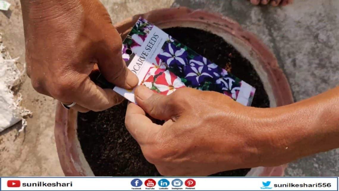 How to Grow Petunia NC Star Mix from seeds