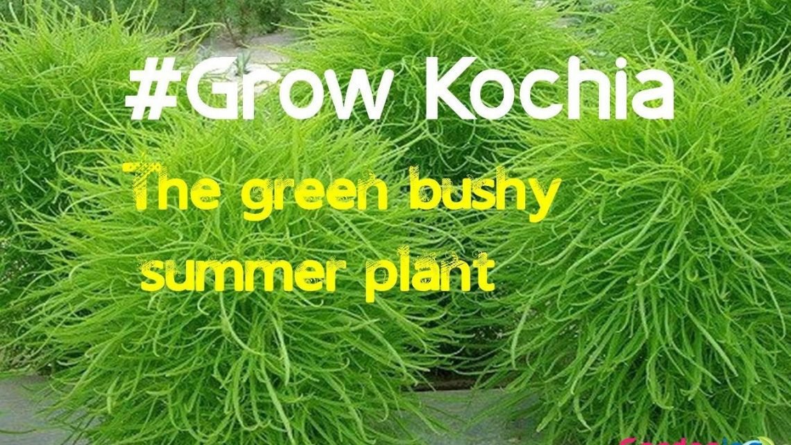 How to grow kochia from seeds