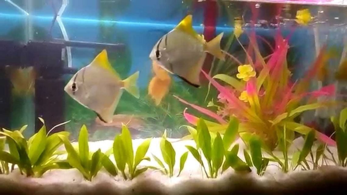 Mono Angel Fish Freshwater