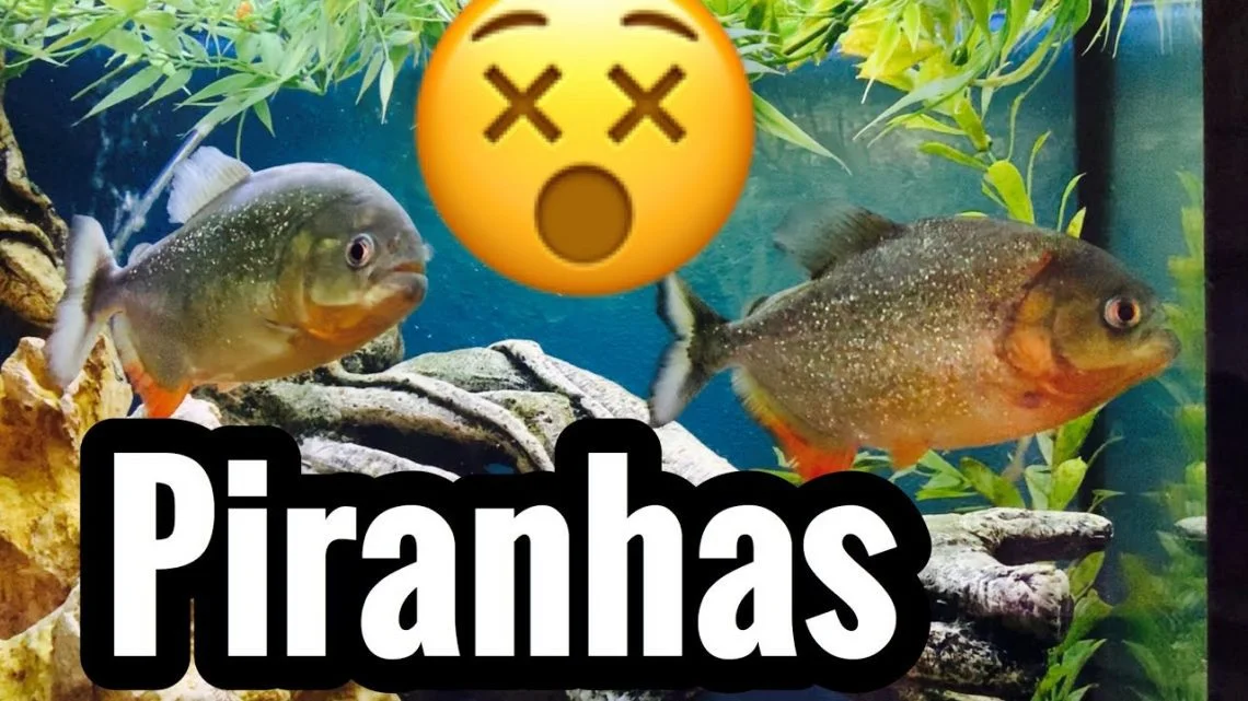Piranha Fish Aquarium Videos