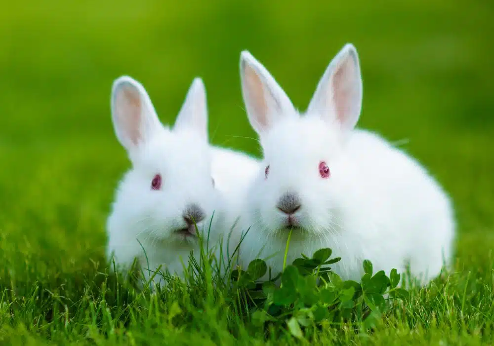Rabbit kits playing video