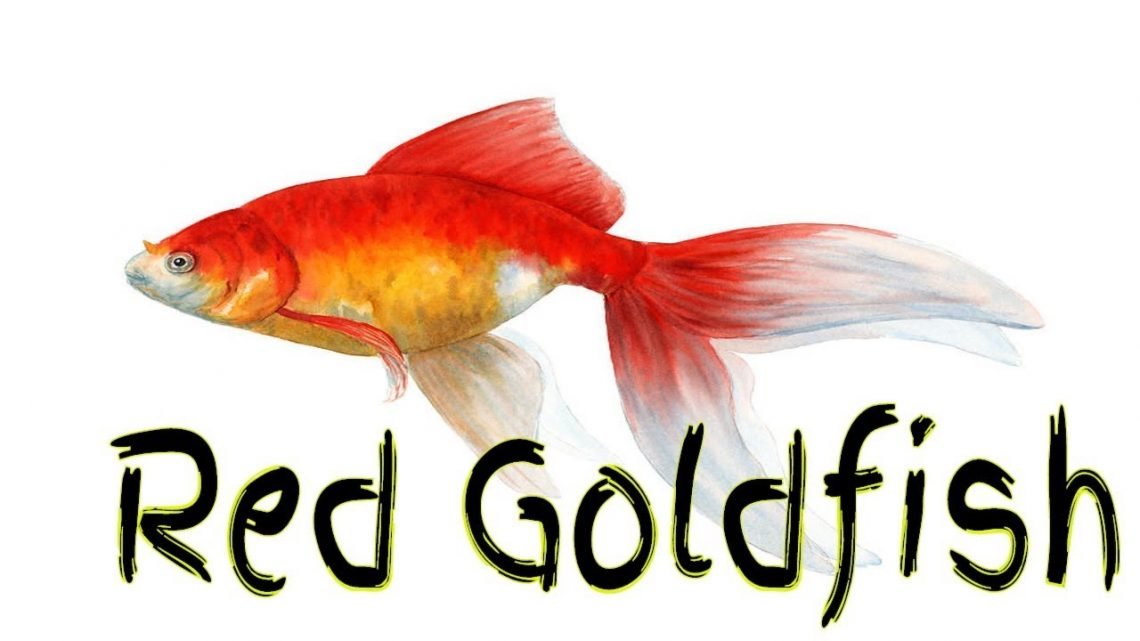 Red Goldfish and Pearlscale Goldfish