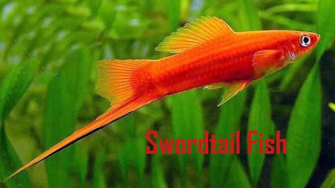 Red Swordtail Fish