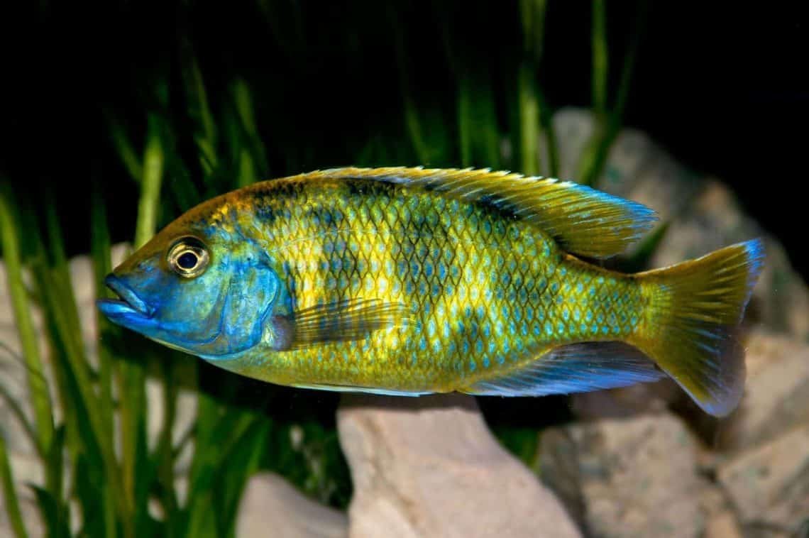 Venustus Cichlid Fish