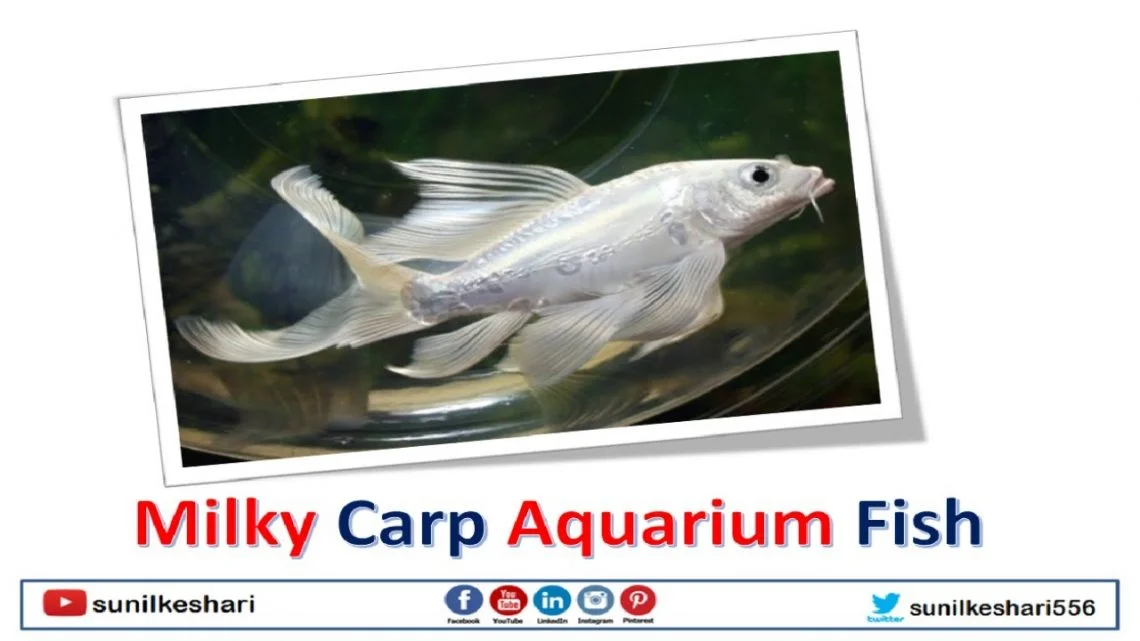 Milky carp sale fish care