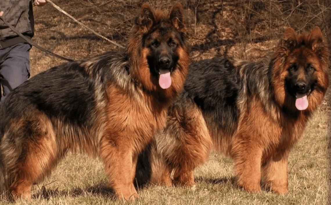 Big boned long shop haired german shepherd