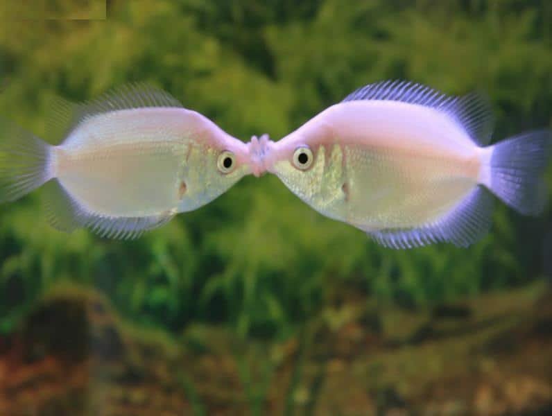 kissing gourami aquarium fish