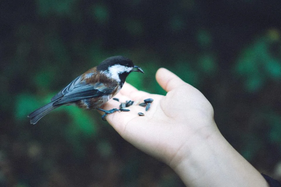 how to save birds
