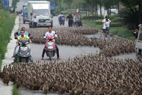 Huge Flock of Ducks on Road