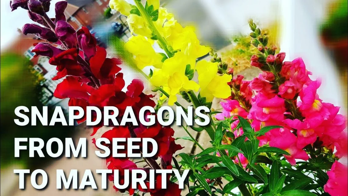 How to Grow Antirrhinum from seed