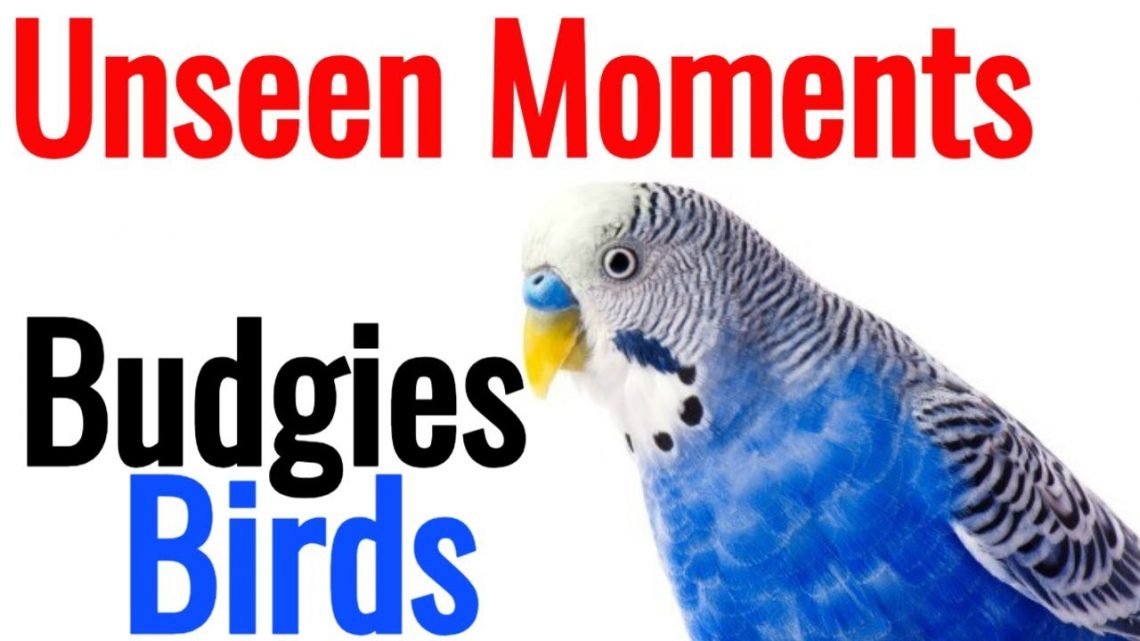 Unseen Moments of Budgies Bird