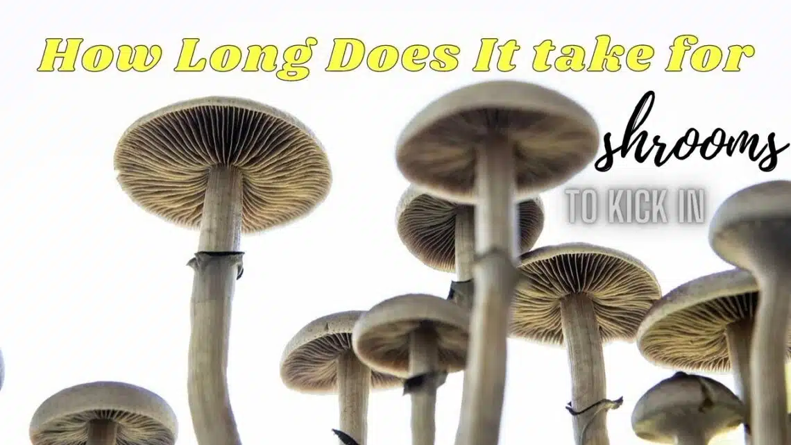 how long does it take for shrooms to kick in