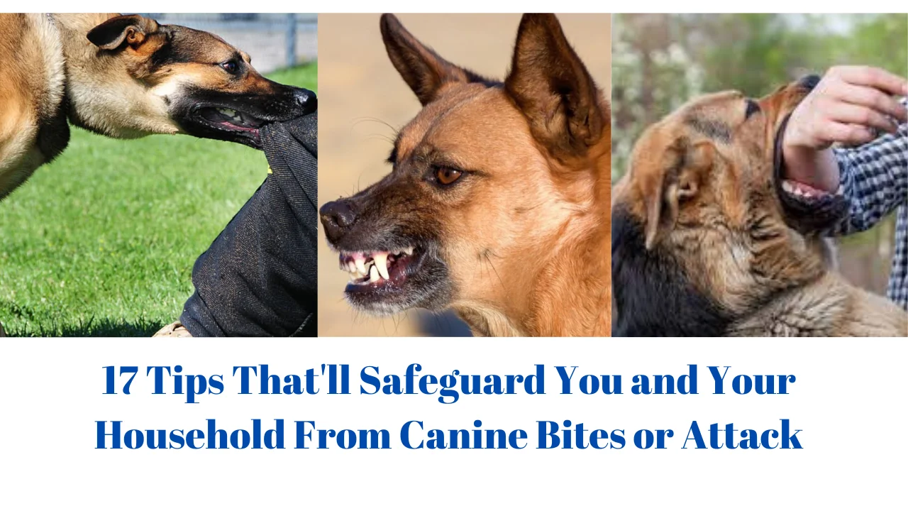17 Tips That’ll Safeguard You and Your Household From Canine Bites or Attack