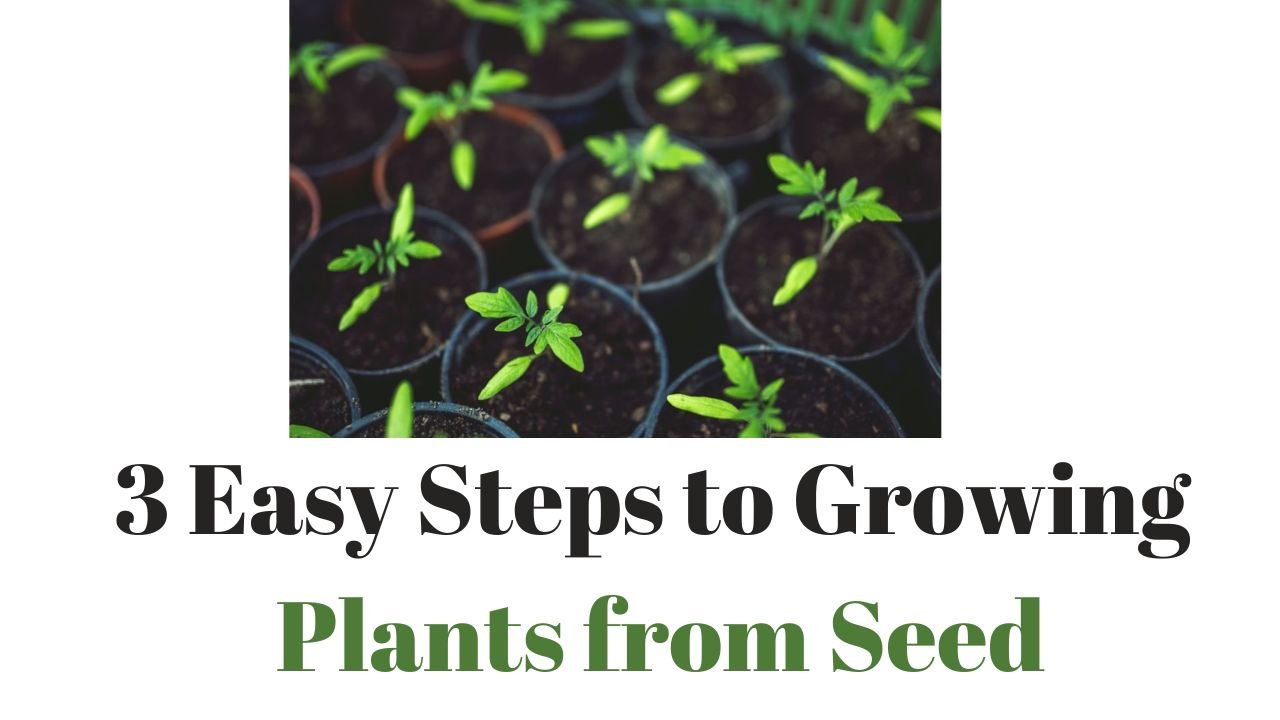 3 Easy Steps to Growing Plants from Seed