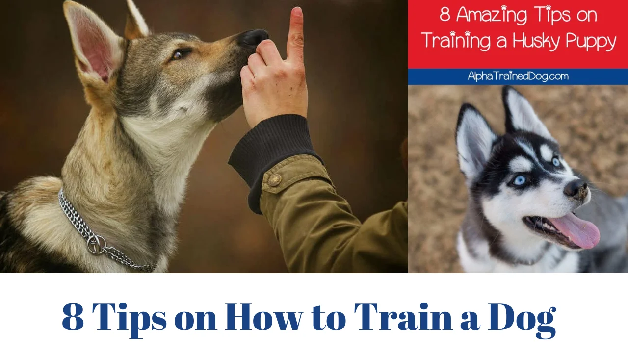 8 Tips on How to Train a Dog