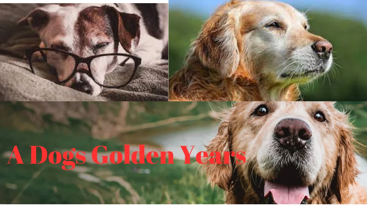 A Dogs Golden Years
