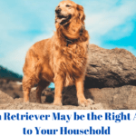 A Golden Retriever May be the Right Addition to Your Household