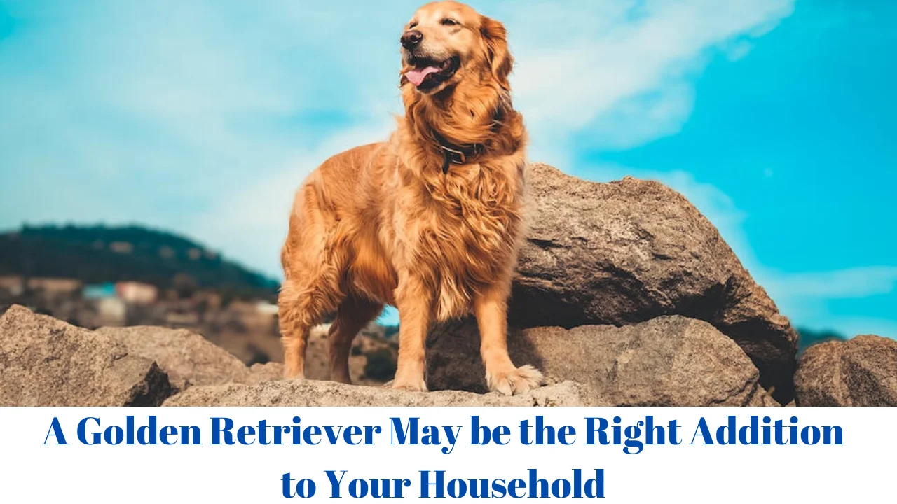 A Golden Retriever May be the Right Addition to Your Household