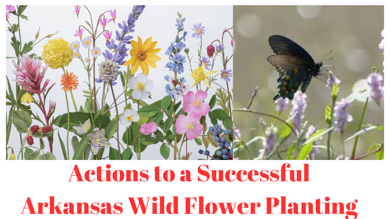 Actions to a Successful Arkansas Wild Flower Planting