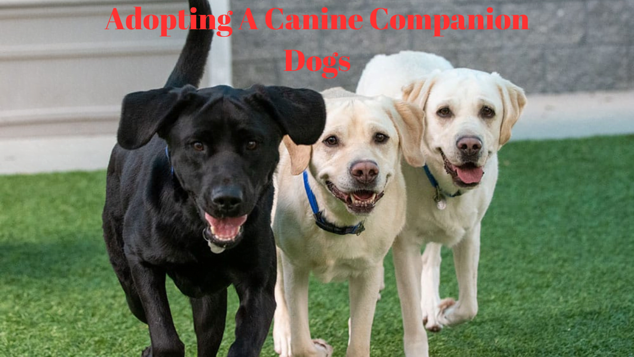Adopting A Canine Companion Dogs