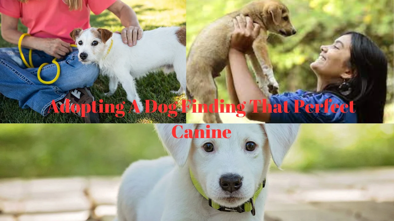 Adopting A Dog Finding That Perfect Canine