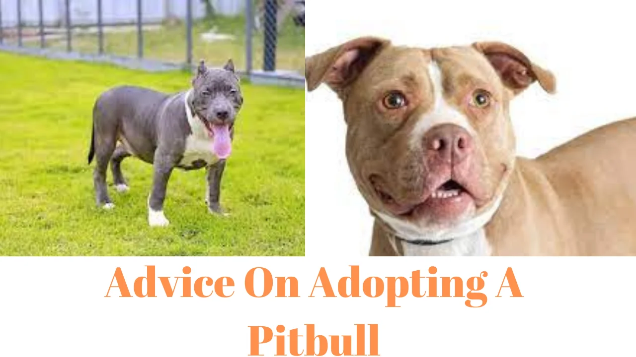 Advice On Adopting A Pitbull